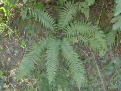 Dryopteris affinis. Mature plant growing from an erect rhizome.
 Image: L.R. Perrie © Leon Perrie CC BY-NC 3.0 NZ